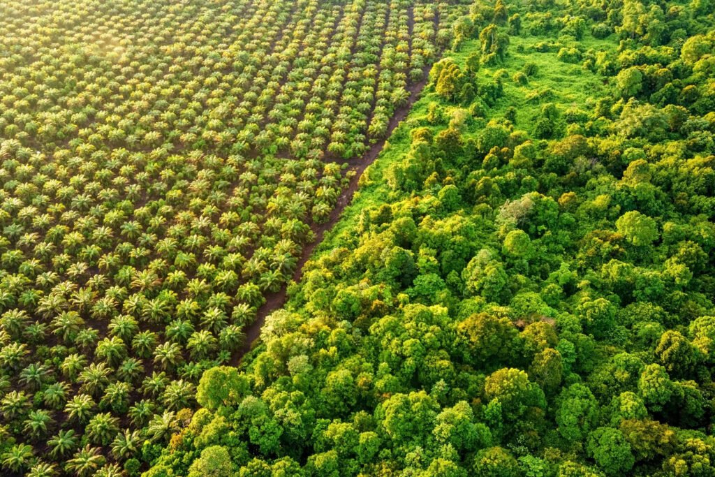 Aerial view showing a clear boundary between a neatly planted palm oil plantation and a dense, natural forest.